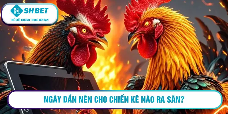 Coi ngày đá gà theo 12 con giáp trong sách kinh kê 3 Ngày Dần nên cho chiến kê nào ra sân?